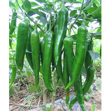 HP03 Sehui verde escuro F1 híbrido pimenta / pimenta sementes em sementes de hortaliças